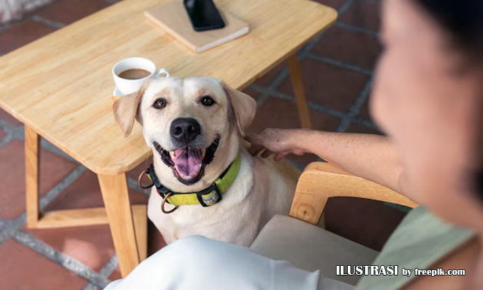 memelihara anjing di ruangan kecil