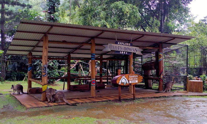 fasilitas dan wahana menarik di taman safari bogor